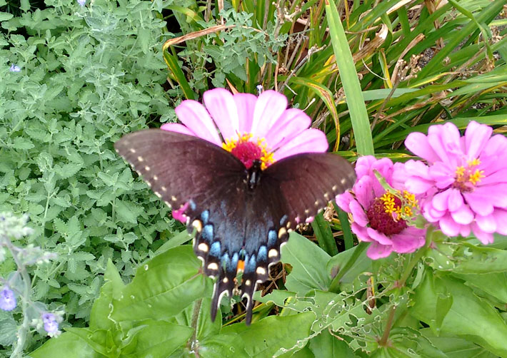 happy butterfly